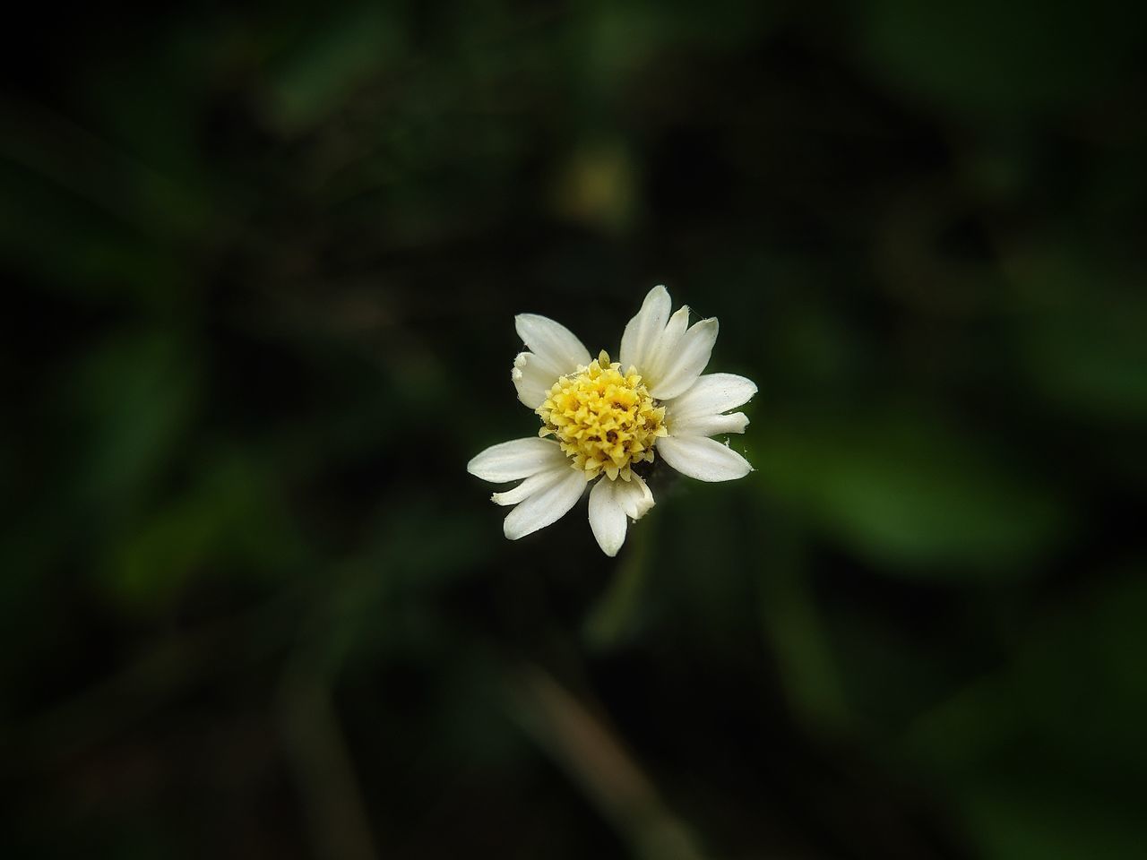 CLOSE-UP OF WHITE DAISY FLOWER