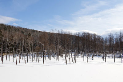 Trees on snow covered field against sky