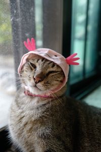 Close-up of a cat looking away