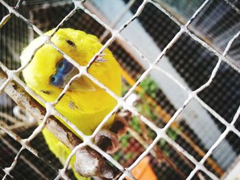 Close-up of bird in cage