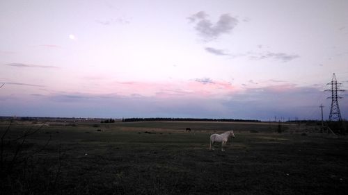 Sheep grazing in a field