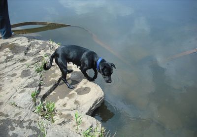 Dog in lake