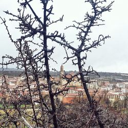 Bare trees against the sky