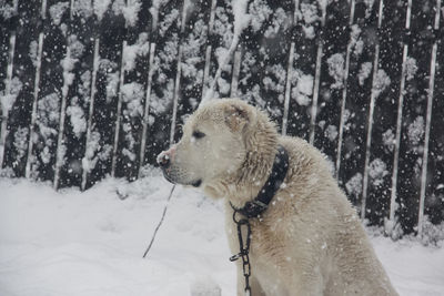 Dog looking away on snow covered land