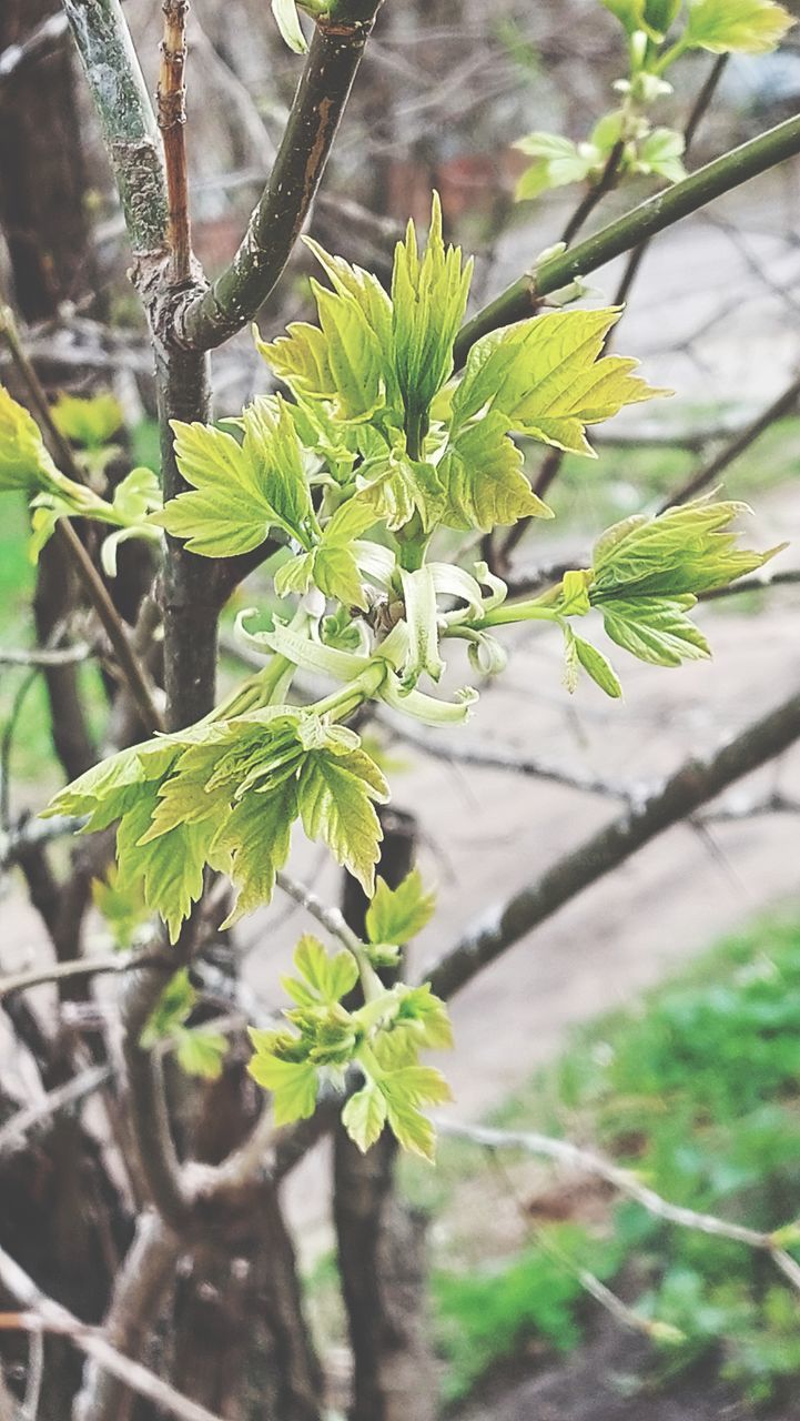 CLOSE-UP OF FLOWERING PLANTS