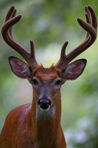 Close-up portrait of deer