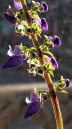 Close-up of purple flowers blooming outdoors