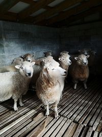 View of a sheep in shed