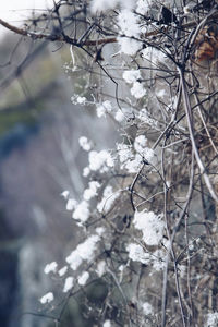 Close-up of white flowers on branch