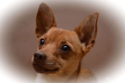 Close-up portrait of a dog