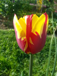 Close-up of tulips blooming in field