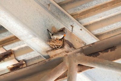 Close-up of cat on steps