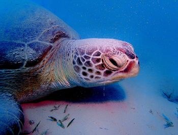 Close-up of turtle in sea