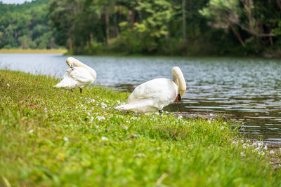 View of ducks in lake