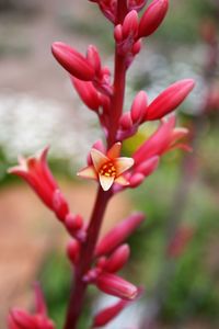 Close-up of red flowers blooming outdoors