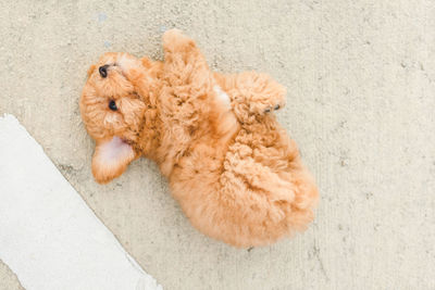 High angle view of a dog lying on floor