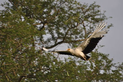 Low angle view of bird flying over white background