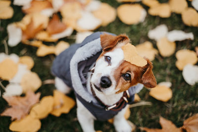 High angle portrait of a dog