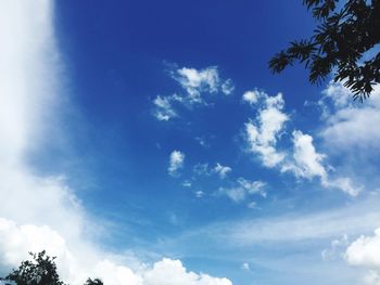 Low angle view of trees against blue sky