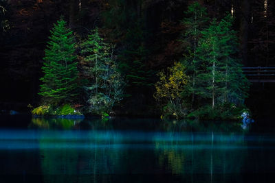 Scenic view of lake in forest