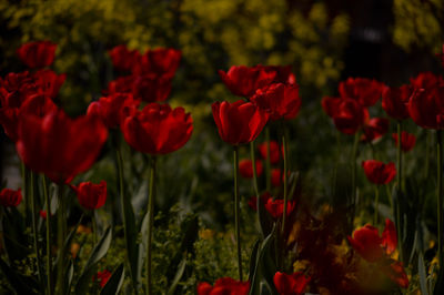 Close-up of red flowering plants on field