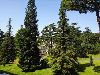 Pine trees in park against sky