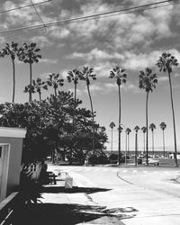 Palm trees on road against sky