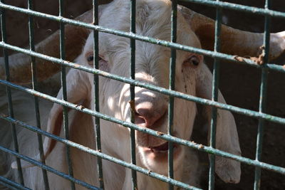 Close-up portrait of a dog in cage at zoo