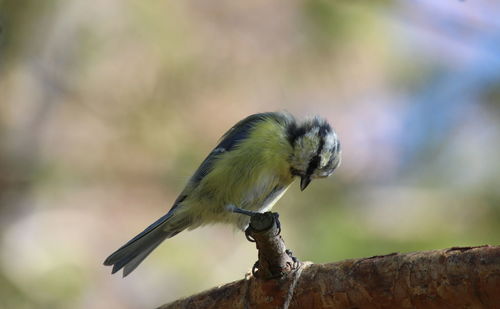 Low angle view of bird perching on branch