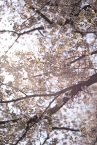 Low angle view of apple blossoms in spring