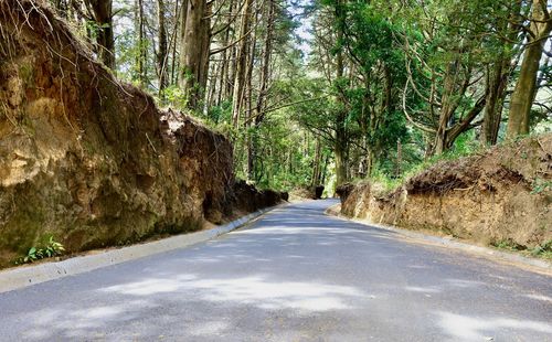 Empty road amidst trees in forest