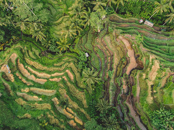 Scenic view of agricultural field