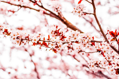 Close-up of cherry blossom