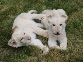 View of two cats lying on grass