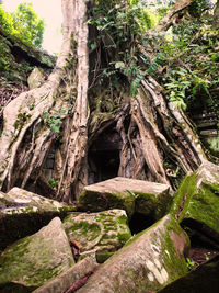 Close-up of tree trunk in forest