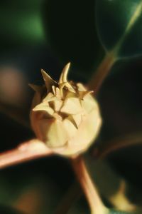 Close-up of flower on leaf