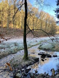 Bare trees by river in forest