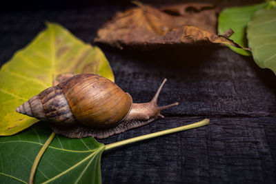 Close-up of snail on leaves