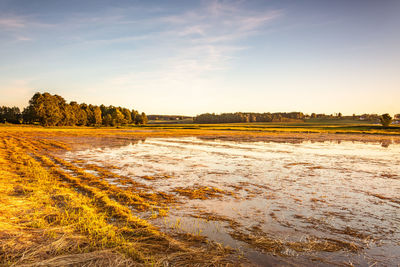 Scenic view of field against sky