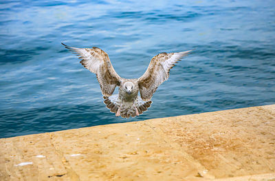 Close-up of bird flying over sea