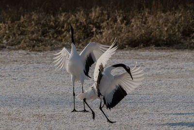 White birds perching on land