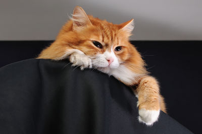 pet