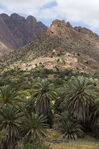 Scenic view of palm trees on mountains against sky