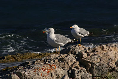 Seagull perching on rock by sea