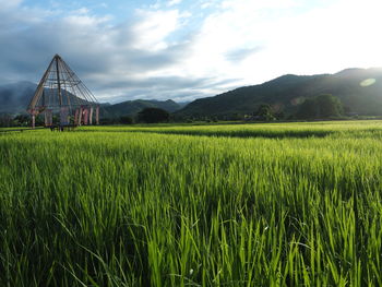 Scenic view of agricultural field against sky