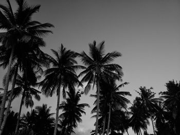 Low angle view of palm trees against clear sky