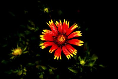 Close-up of red flower