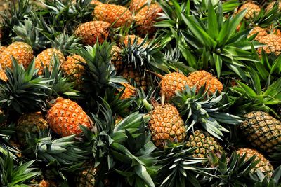 Pineapple pineapples for sale