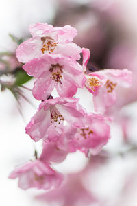 Close-up of pink flowers