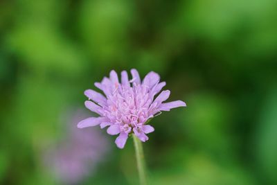 Close-up of pink flower